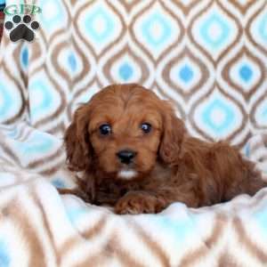 Cocoa, Cavapoo Puppy