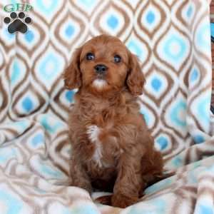 Cocoa, Cavapoo Puppy