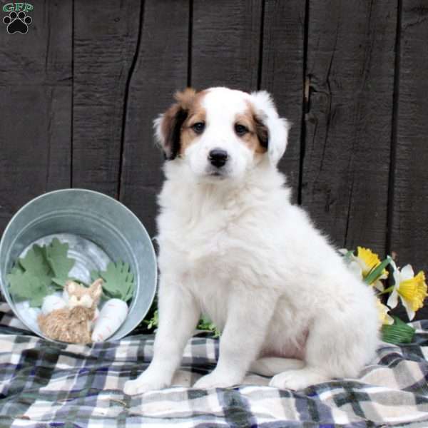 Cody, Collie Mix Puppy