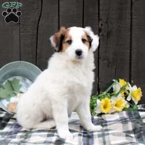 Cody, Collie Mix Puppy