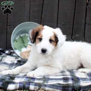 Cody, Collie Mix Puppy