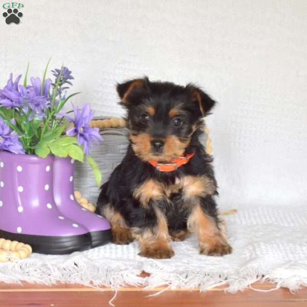 Colby, Yorkie Puppy