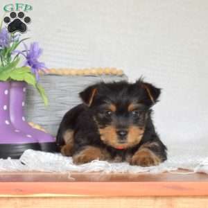 Colby, Yorkie Puppy