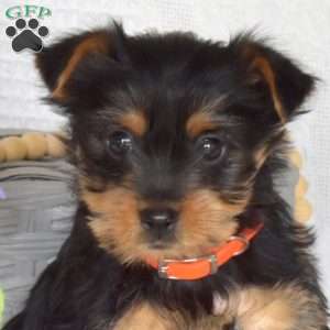 Colby, Yorkie Puppy