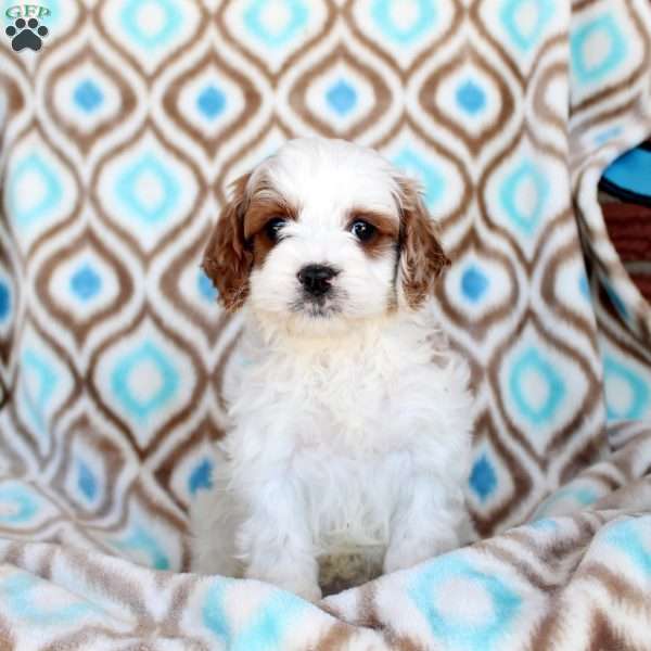 Colby, Cavapoo Puppy