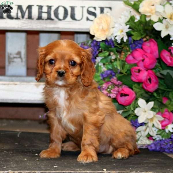 Colby, Cavapoo Puppy