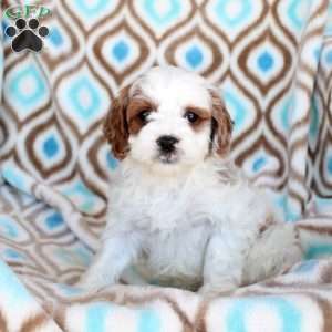 Colby, Cavapoo Puppy