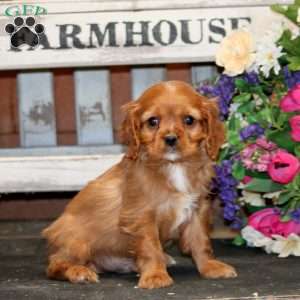 Colby, Cavapoo Puppy