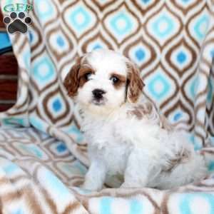 Colby, Cavapoo Puppy