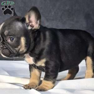 Colton, French Bulldog Puppy