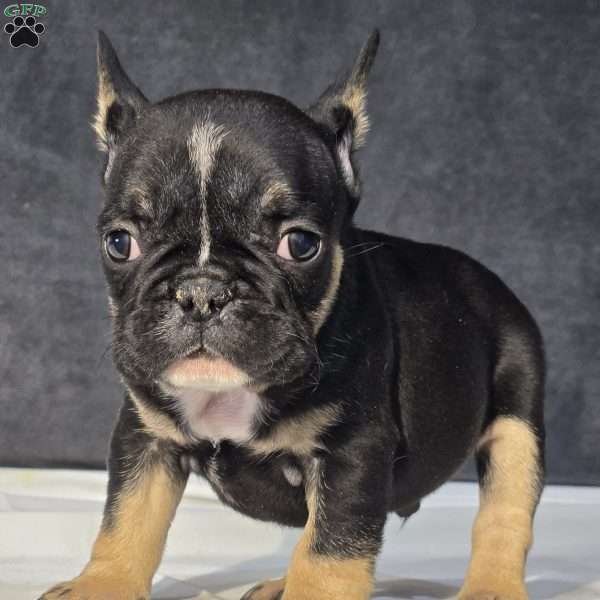 Colton, French Bulldog Puppy