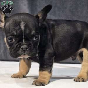 Colton, French Bulldog Puppy