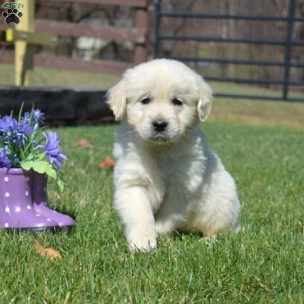 Comet, English Cream Golden Retriever Puppy