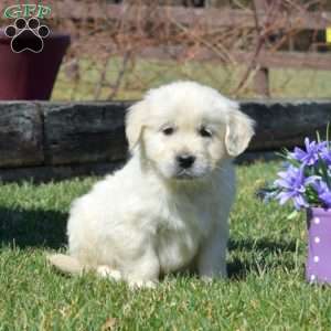 Comet, English Cream Golden Retriever Puppy