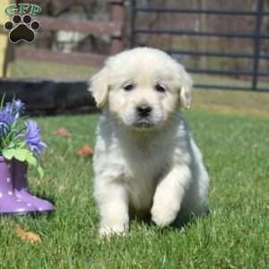 Comet, English Cream Golden Retriever Puppy