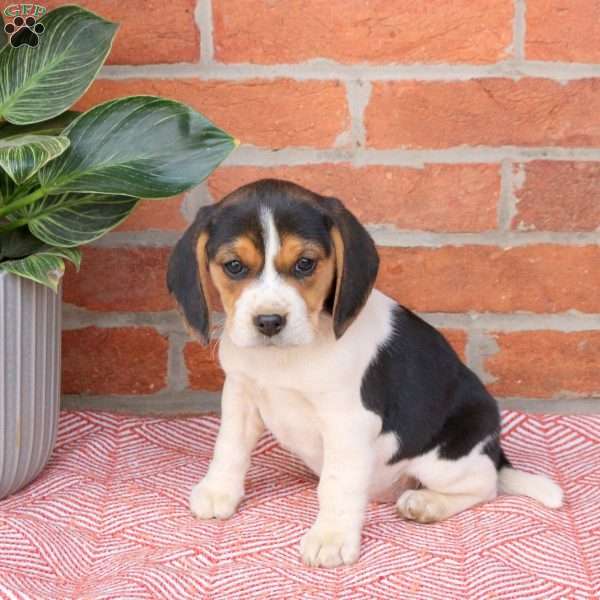 Connie, Beagle Puppy