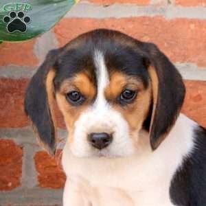 Connie, Beagle Puppy