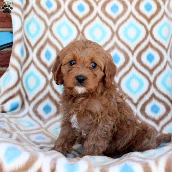 Cookie, Cavapoo Puppy