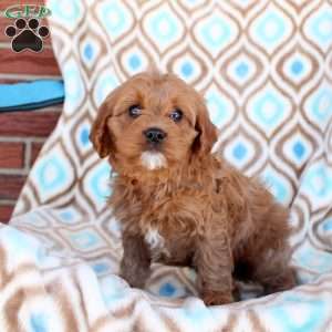 Cookie, Cavapoo Puppy