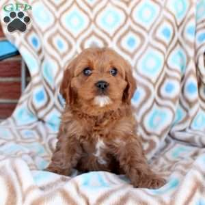 Cookie, Cavapoo Puppy