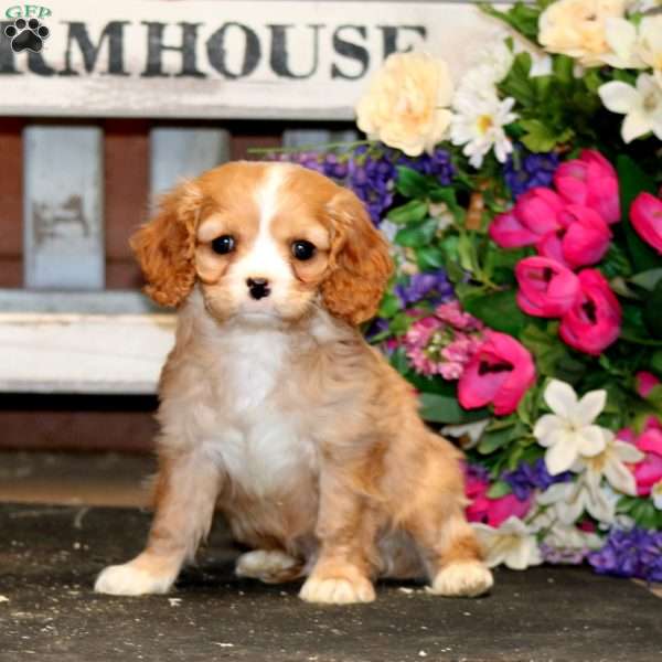 Crocket, Cavapoo Puppy