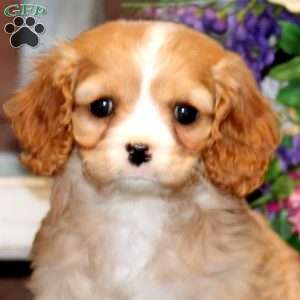 Crocket, Cavapoo Puppy