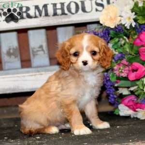 Crocket, Cavapoo Puppy