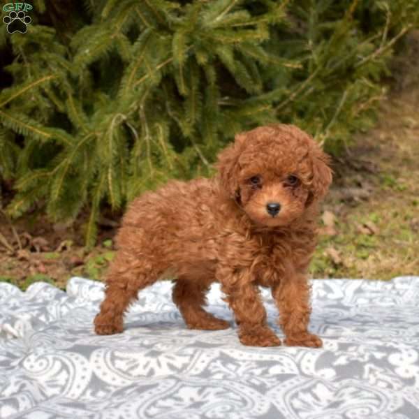 Crouton, Miniature Poodle Puppy