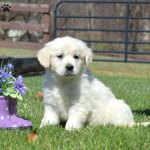 Cuddles, English Cream Golden Retriever Puppy