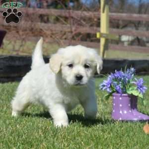 Cuddles, English Cream Golden Retriever Puppy