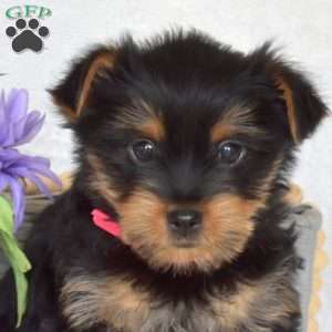 Cuddles, Yorkie Puppy