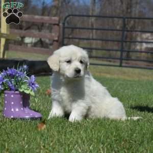 Cuddles, English Cream Golden Retriever Puppy