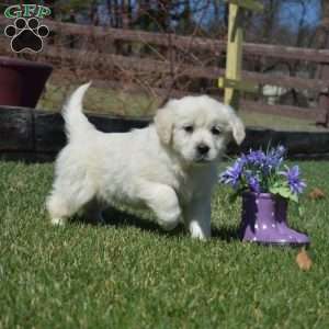 Cuddles, English Cream Golden Retriever Puppy