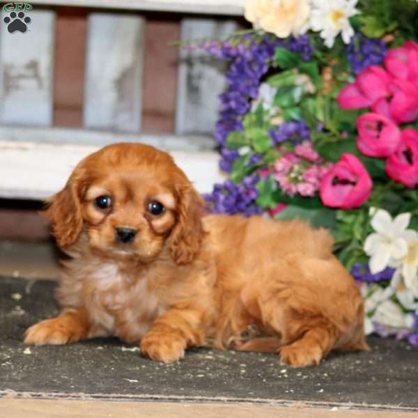 Cupcake, Cavapoo Puppy