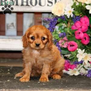 Cupcake, Cavapoo Puppy