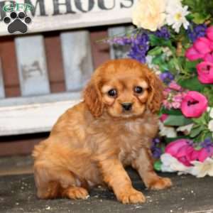 Cupcake, Cavapoo Puppy