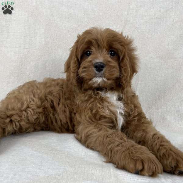 Penny, Cavapoo Puppy