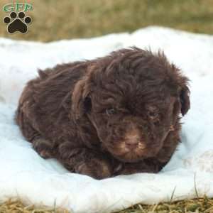 Lily, Toy Poodle Puppy