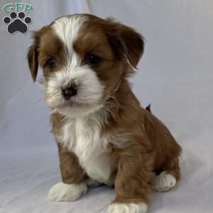 Buster, Havanese Puppy