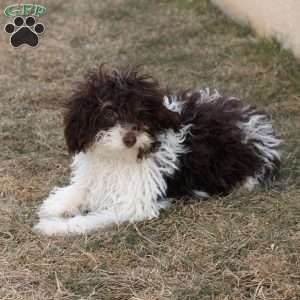 Licorice, Cavapoo Puppy