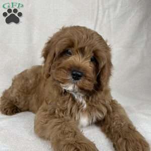 Teddy, Cavapoo Puppy