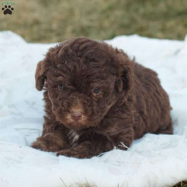 Lily, Toy Poodle Puppy