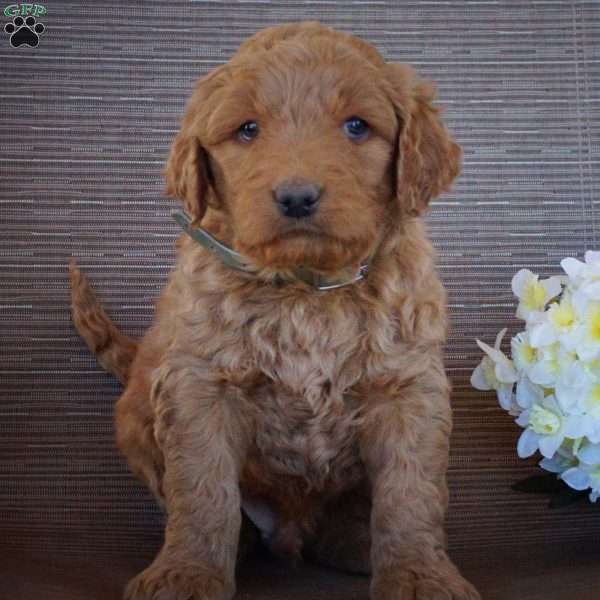 Moose, Goldendoodle Puppy