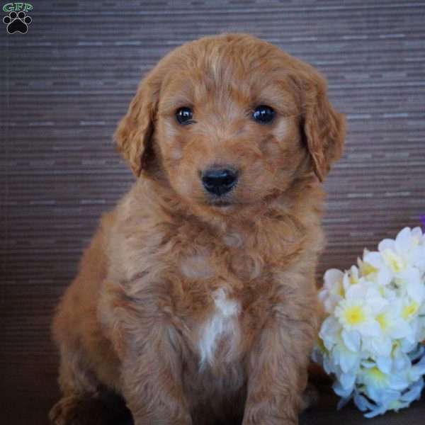 Murphy, Goldendoodle Puppy