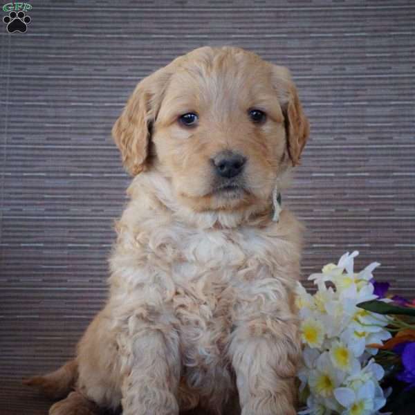 Milo, Goldendoodle Puppy