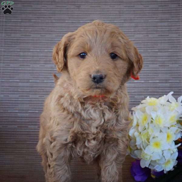 Millie, Goldendoodle Puppy