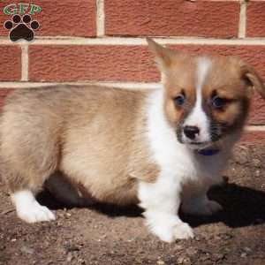 Riley, Pembroke Welsh Corgi Puppy