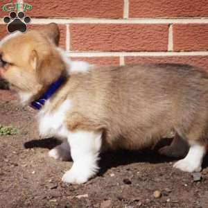 Riley, Pembroke Welsh Corgi Puppy