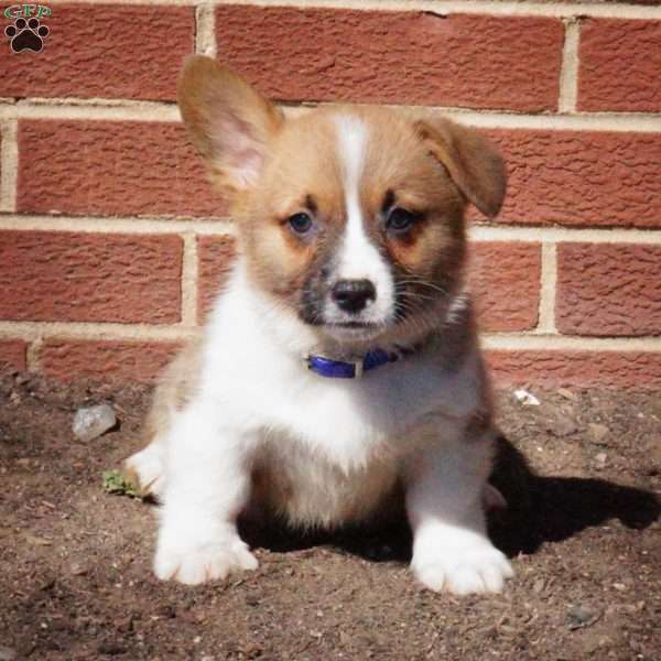 Riley, Pembroke Welsh Corgi Puppy