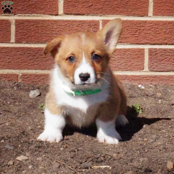 Romeo, Pembroke Welsh Corgi Puppy